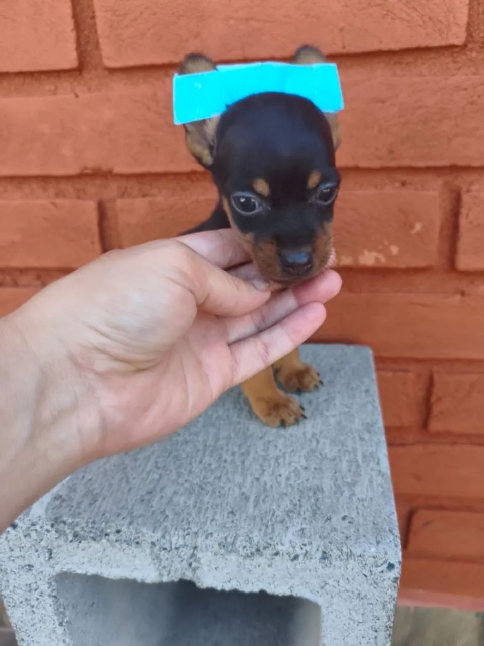 Pinscher bebê cheio de energia e amor para dar 