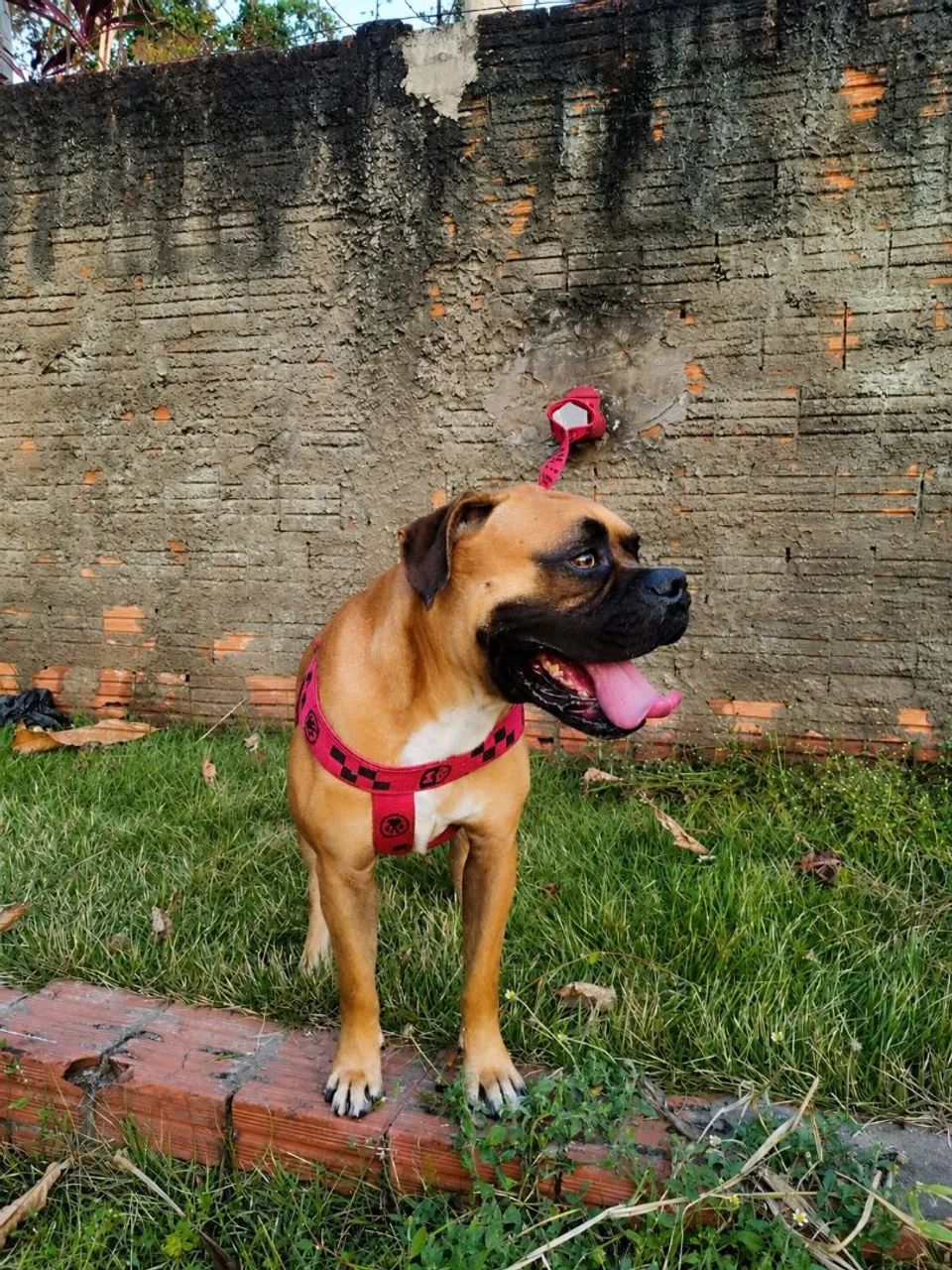 Boxer cobertura/reprodução  - Foto 2