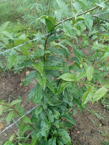 Mudas Orgânicas de Moringa Oleífera - Foto 3