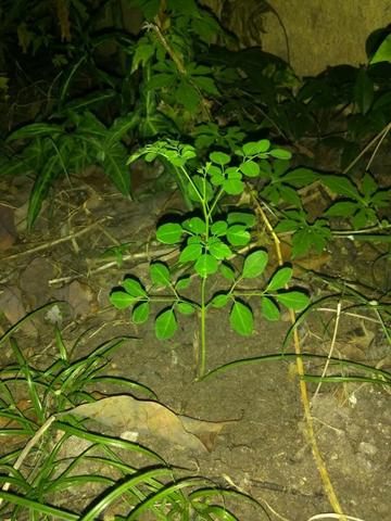 Mudas Orgânicas de Moringa Oleífera - Foto 6