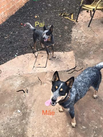Filhotes Blue Heeler - Foto 3