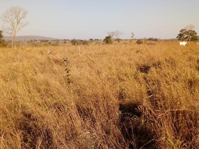Fazenda há 10 km na MT 010 Estrada da Guia - Foto 15