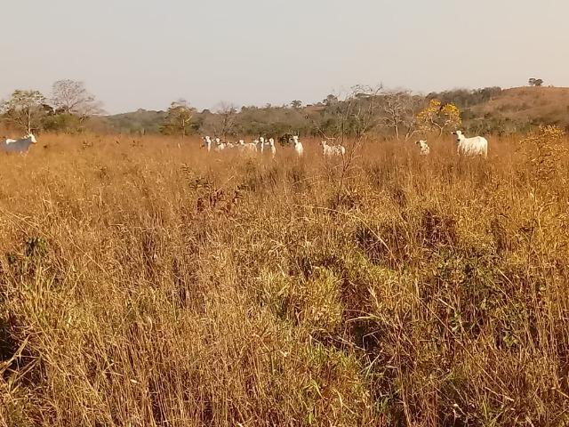 Fazenda há 10 km na MT 010 Estrada da Guia - Foto 10