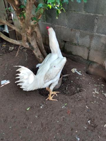Galinha da Angola - Foto 5