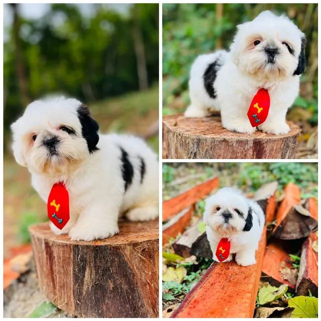 Shih tzu mini sales olx