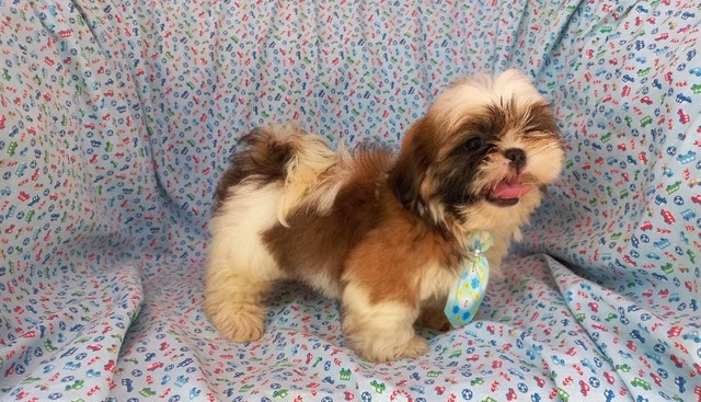 shih tzu macho (Prontos!) Vacinado e com Pedigree. Em 12 x sem juros