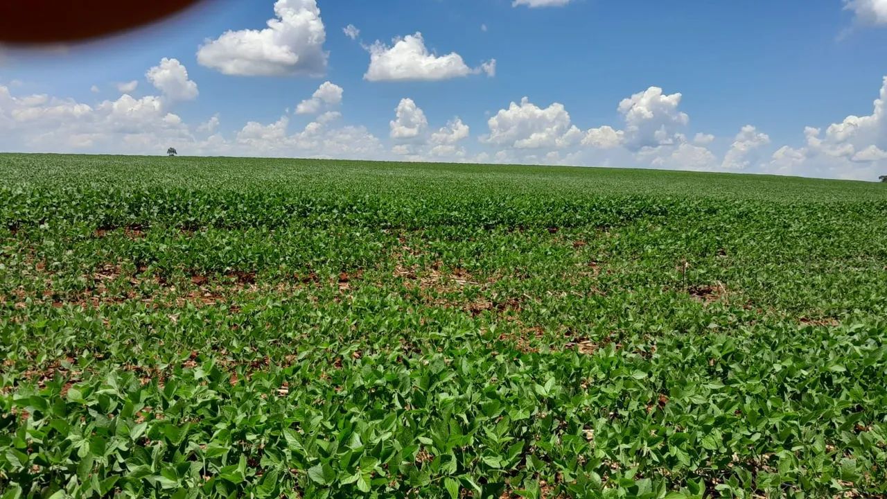 Fazenda de 84 alqueiro  - Foto 3