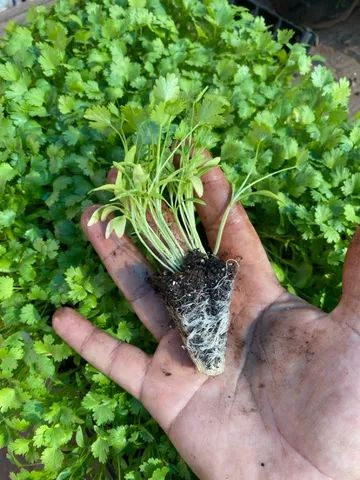 Mudas de hortaliças direto do produtor rural - Foto 6