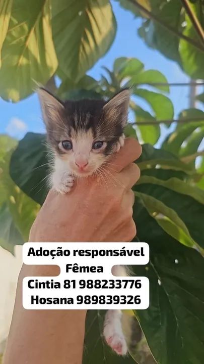 Adoção responsável de gatinhos - Foto 3