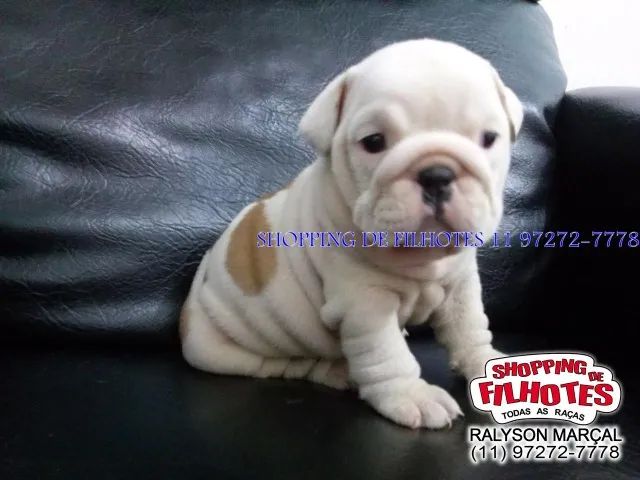 Filhotes de Bulldog Inglês ninhada selecionada, qualidade padrão da raça. - Foto 3