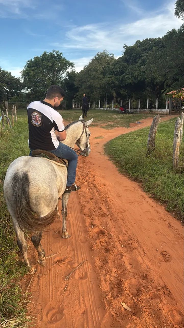 Oportunidade Única para Criadores e Competidores de Vaquejada  - Foto 3