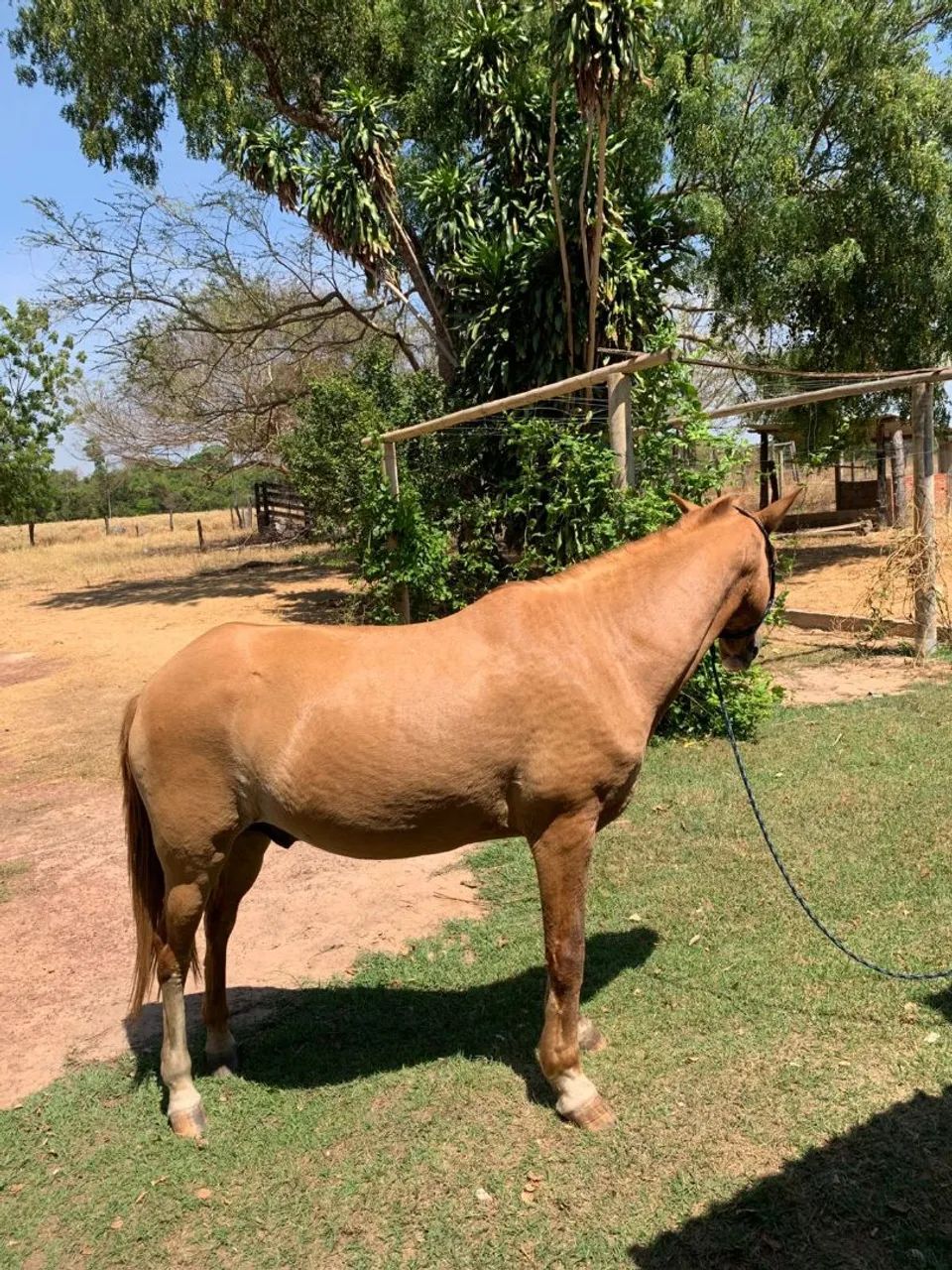 Cavalo manço e muito bem cuidado  - Foto 4