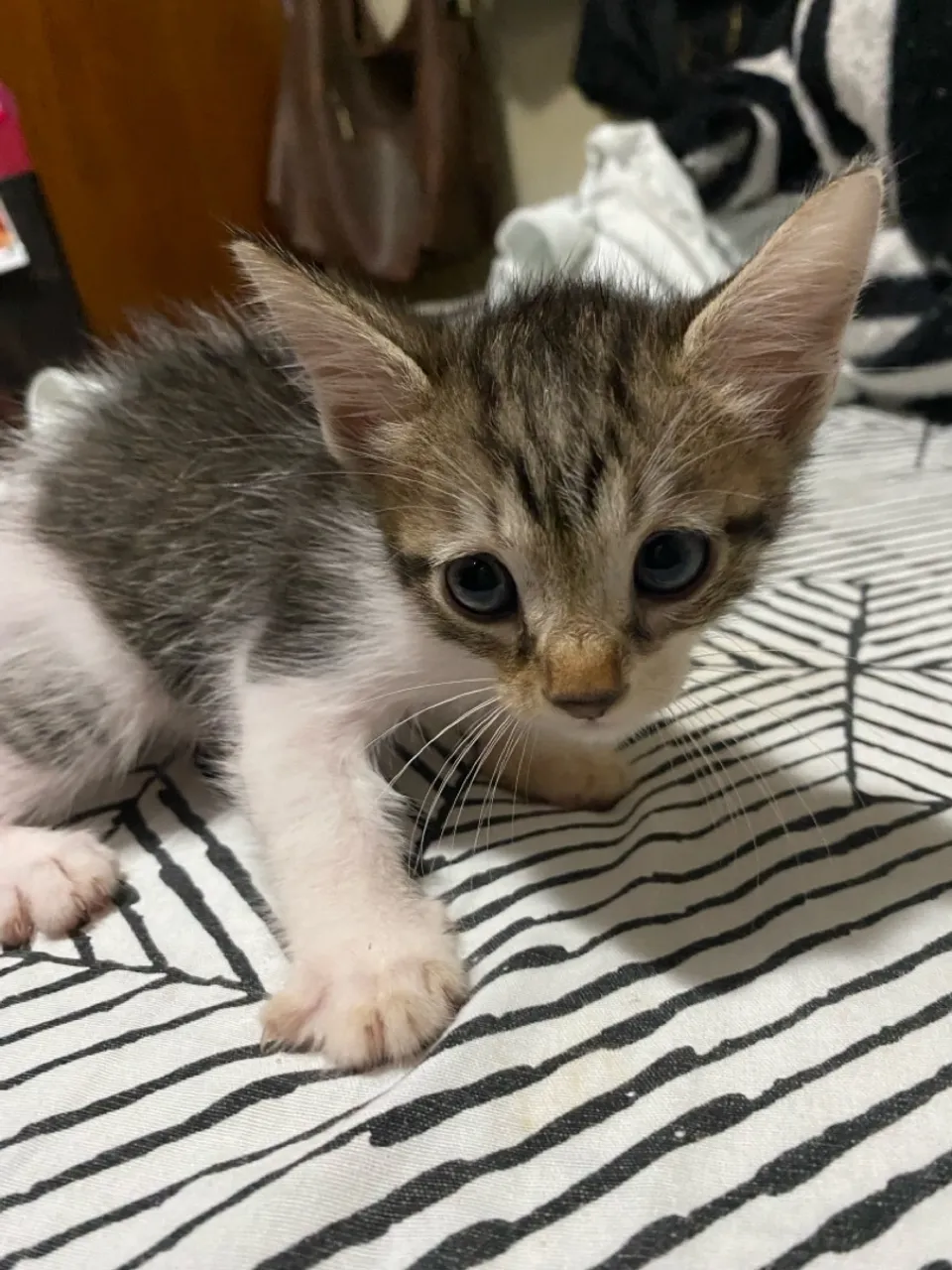 Gatinho filhote para adoção (macho)!