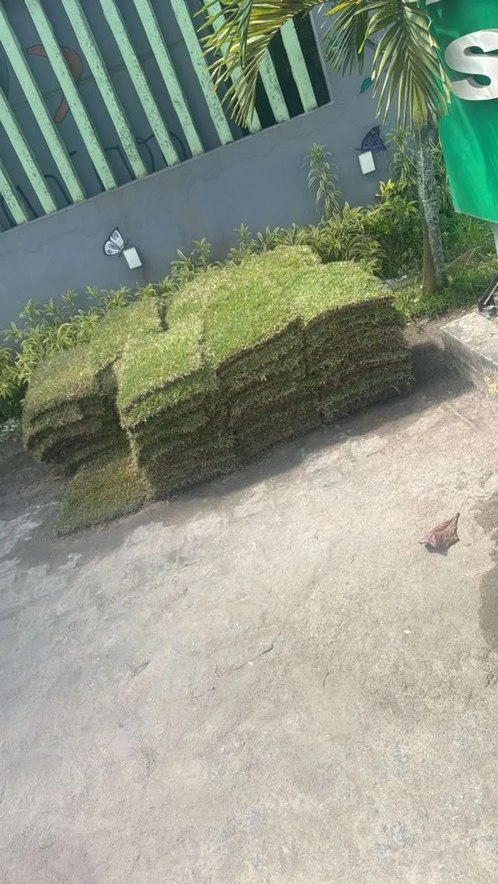 Grama esmeralda de qualidade para seu jardim. - Foto 4