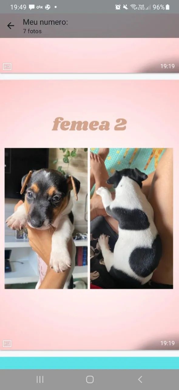 Filhotes Jack Russell Terrier - Foto 3