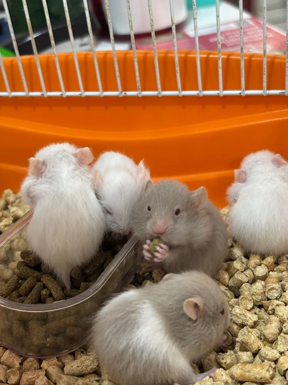 Hamster filhote