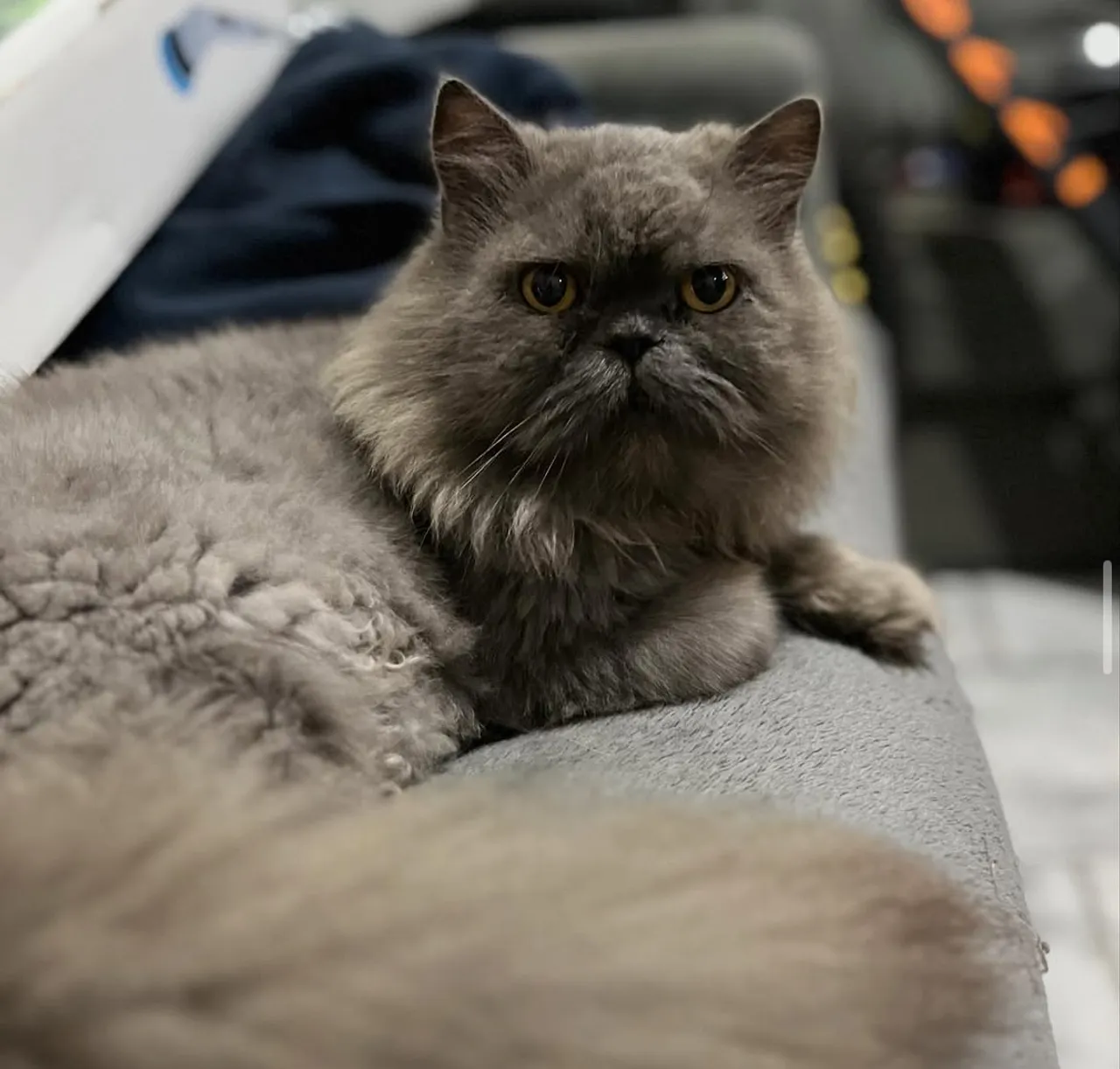 Procuro GATO PERSA MACHO - Cobertura