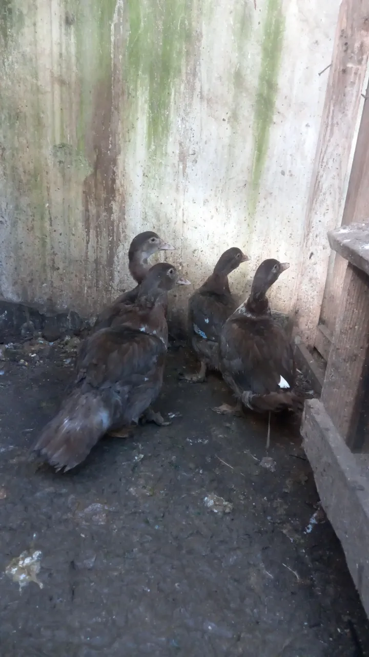 Patos chocolate