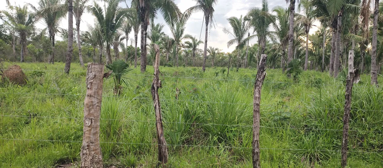 Fazenda terra forte