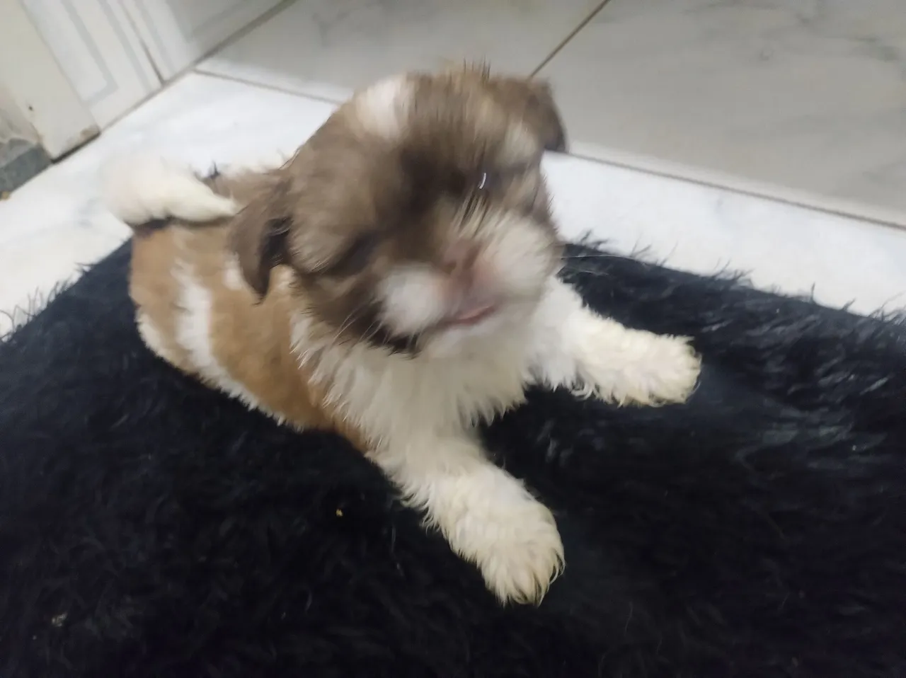 Filhote Shih Tzu