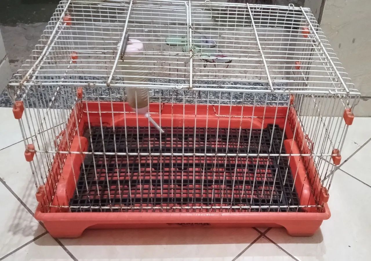 Gaiola para porquinhos da índia. - Foto 3