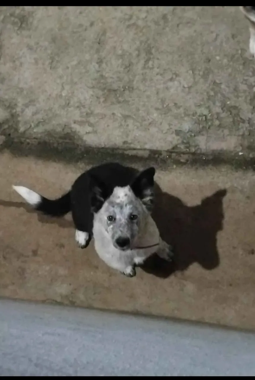 Vendo Border collie Fêmea