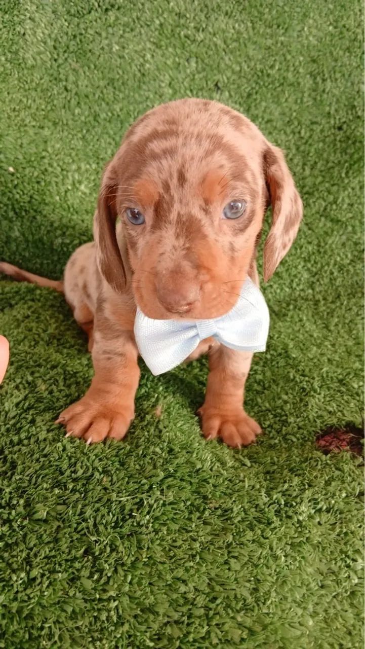 Teckel Arlequim - Pelagem Exótica e Olhos Azuis! - Foto 4