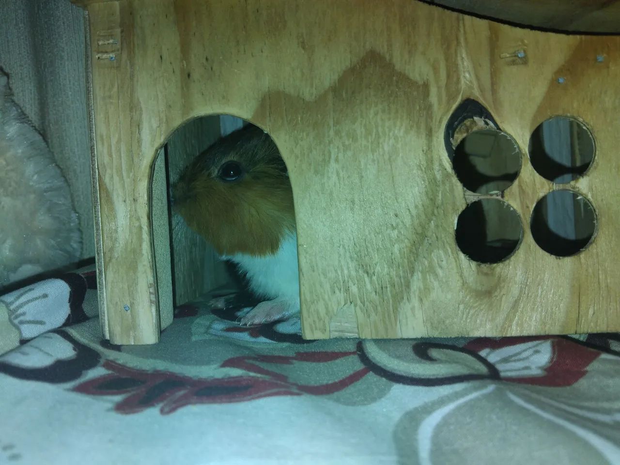 Casa de madeira para roedores - Foto 3