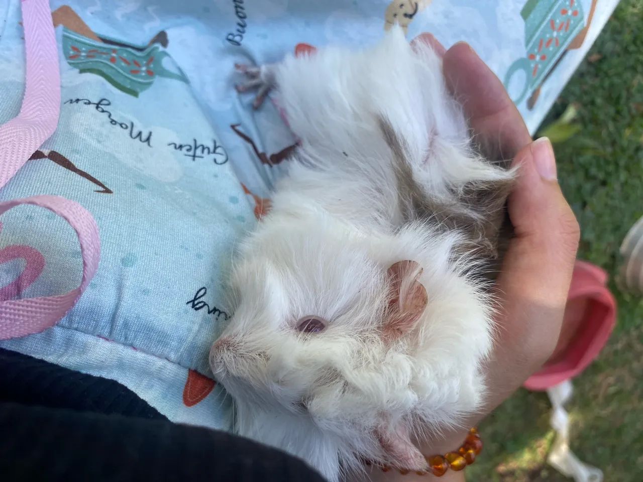 Porquinho da índia  - Foto 5