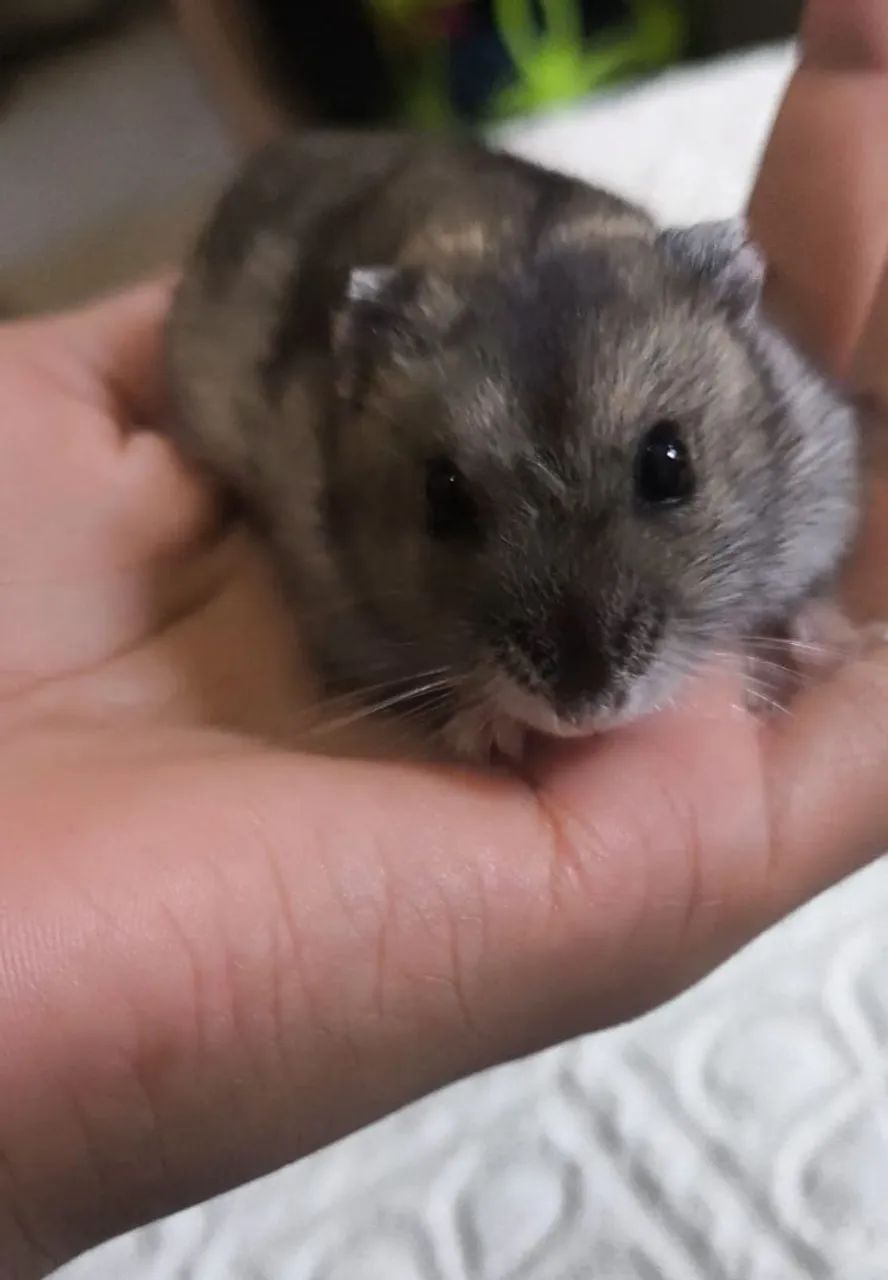 Hamster anão russo Fêmea 