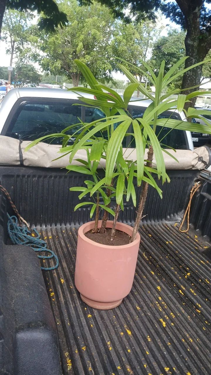 Coqueiro Raphia com 80 cm