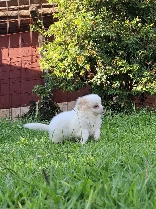 Filhote de Chihuahua - Fofo e Brincalhão - Foto 4