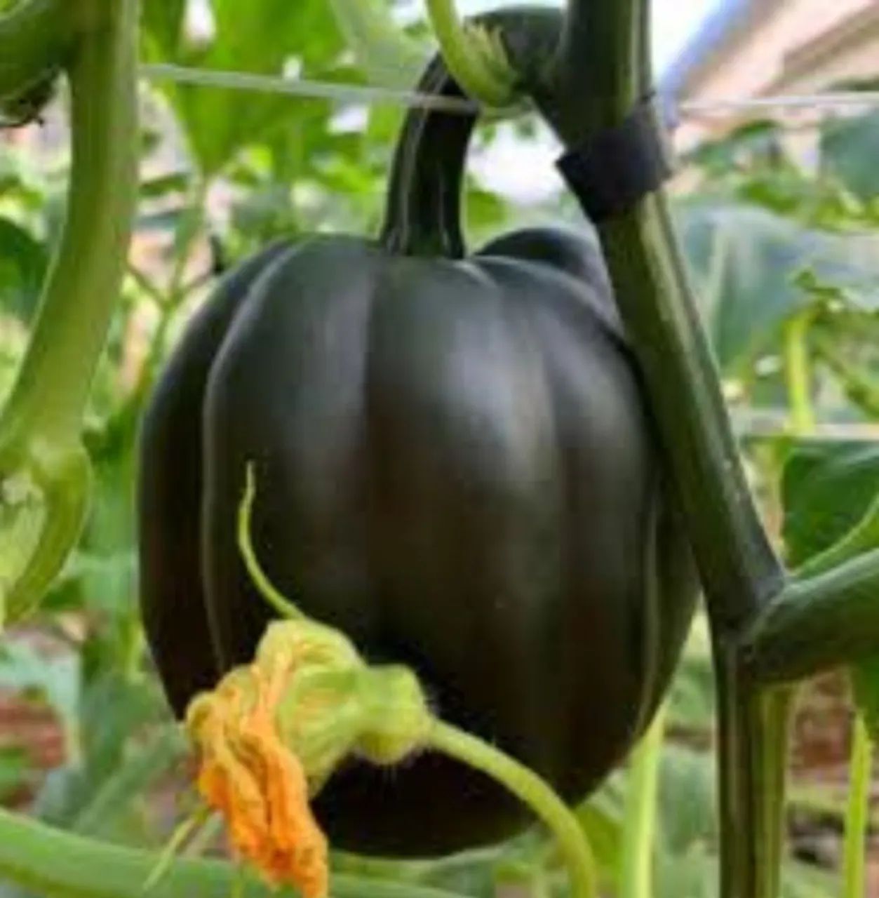 Sementes de Abóbora Mini Híbrida Pérola Negra importada de Israel 4 unidades