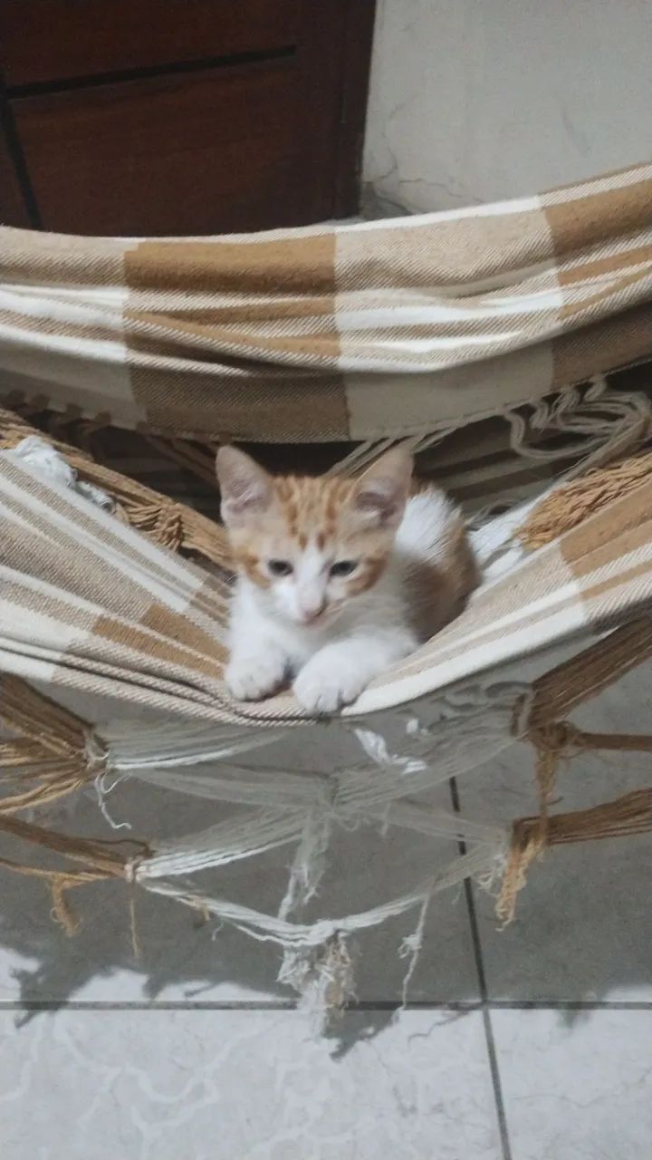 Gato que se auto declara nordestino - Foto 2