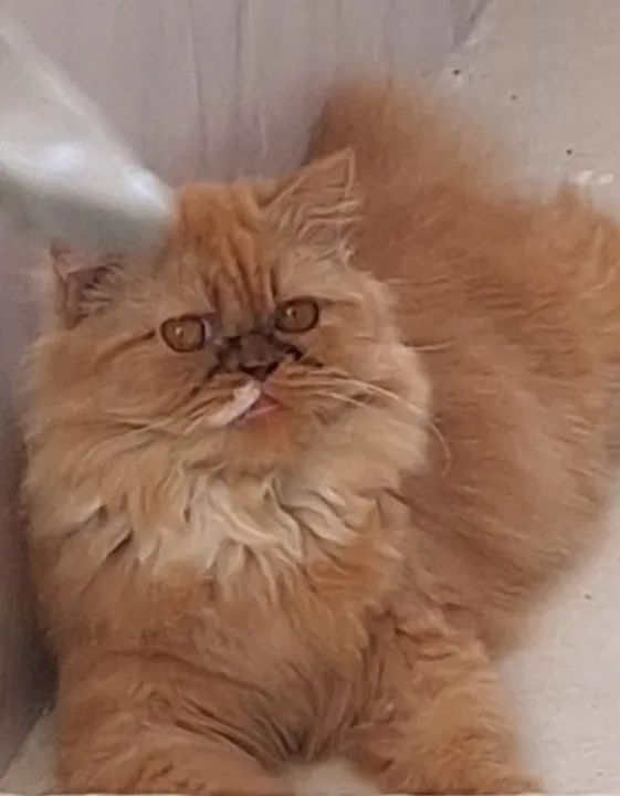 Filhotes persas  - Foto 2