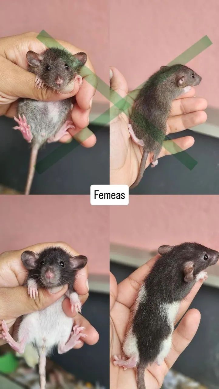 Ratinhos fêmeas e machos 