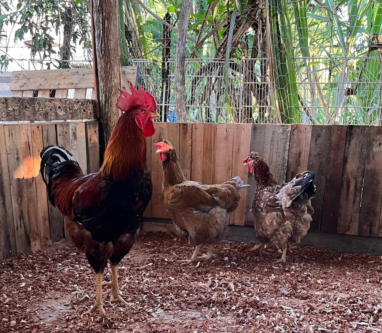 Ovos, pintinhos e frangos  - Foto 2