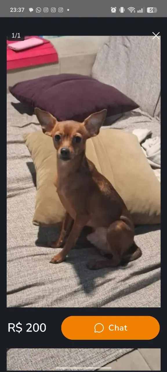 Filhote de Pinscher para adoção