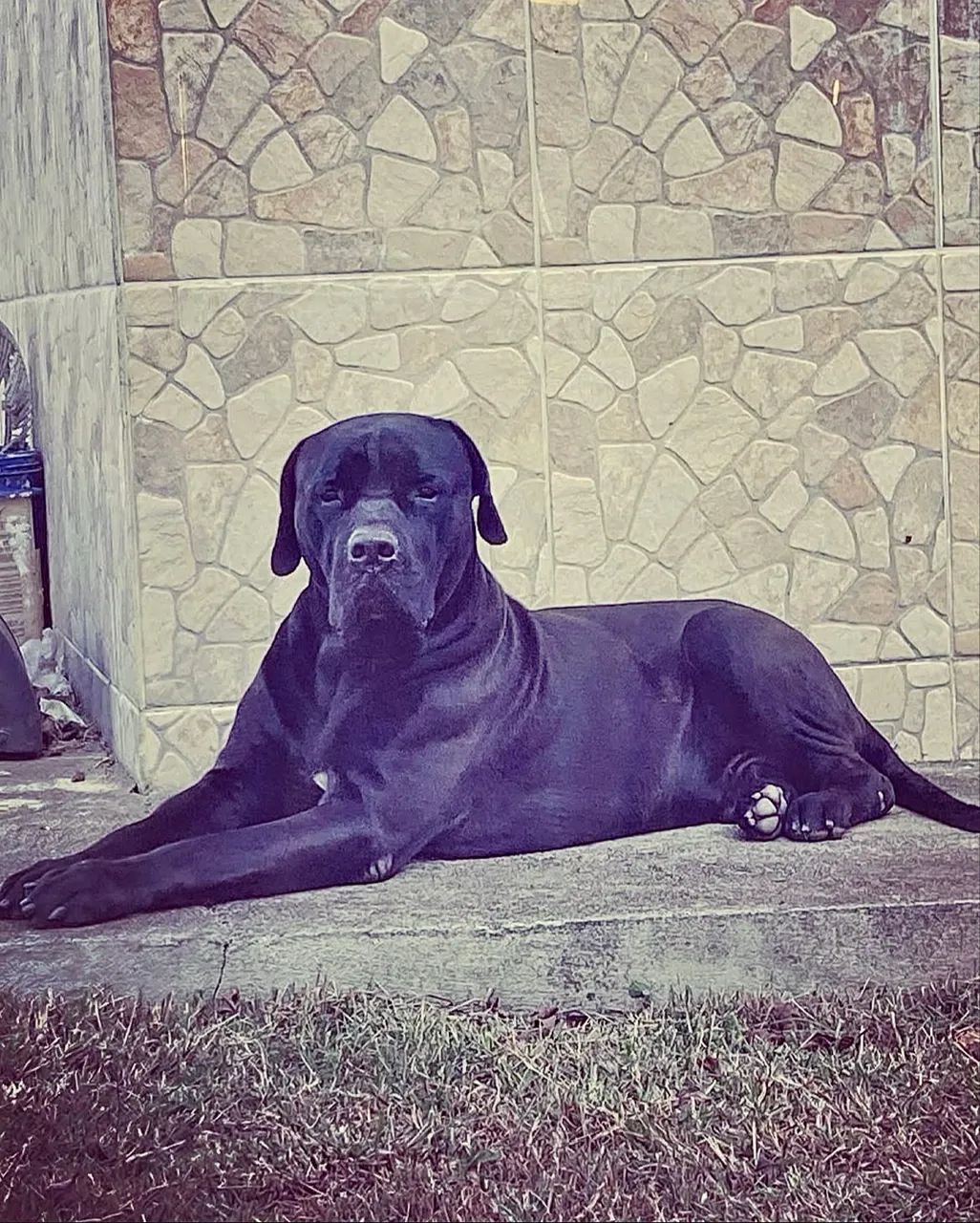 Cane Corso padrão internacional genética campeã - Foto 6