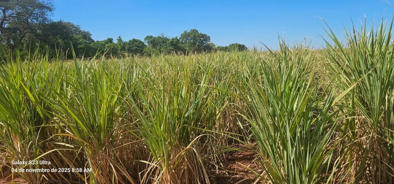 Fazenda de cana  - Foto 5