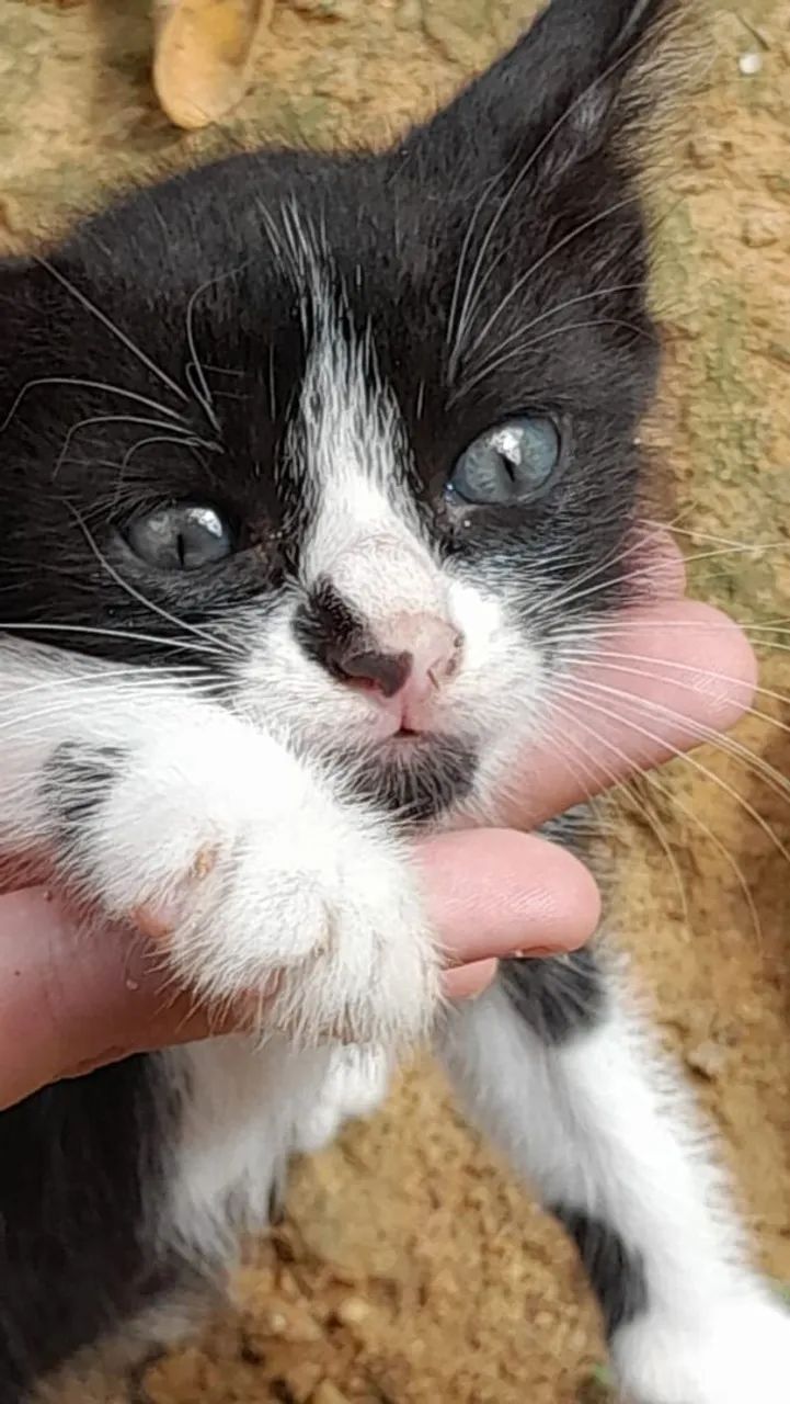 Gatinho preto e branco  para adoção. (PARA ADOÇÃO RESPONSÁVEL)