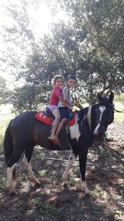 Vende cavalo paint horse - Foto 6