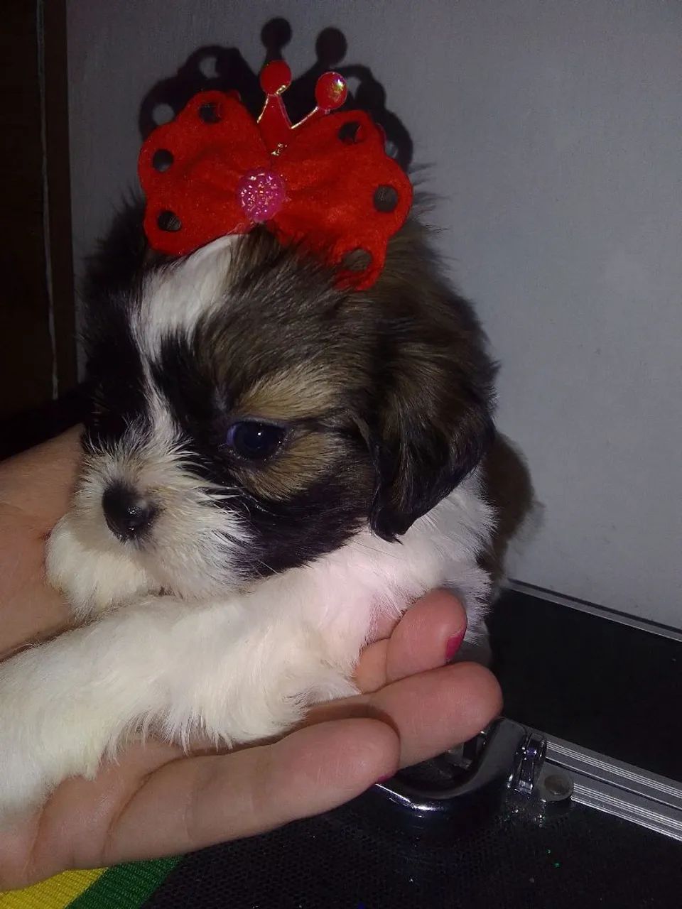 Shih Tzu Fêmea tricolor 40 dias - Foto 5