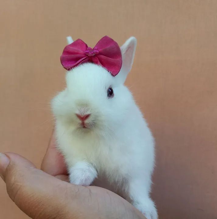 Coelho Anão Netherland Dwarf  - Foto 2