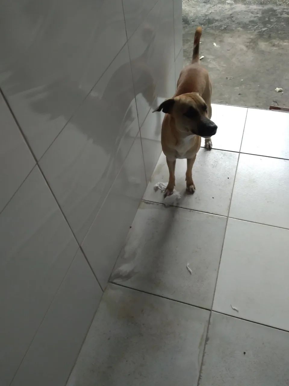 Cachorro caramelo para adoção - Foto 4