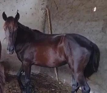 Dupla de Portos puros e Registrados | Netos do Elfo do Porto Azul - Foto 2