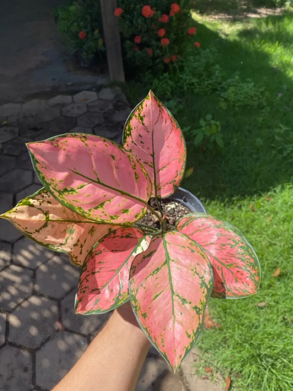 Aglaonema Pink