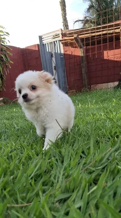 Filhote de Chihuahua - Fofo e Brincalhão - Foto 3