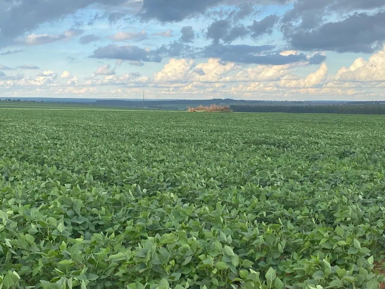 Fazenda 80 alqueiro 