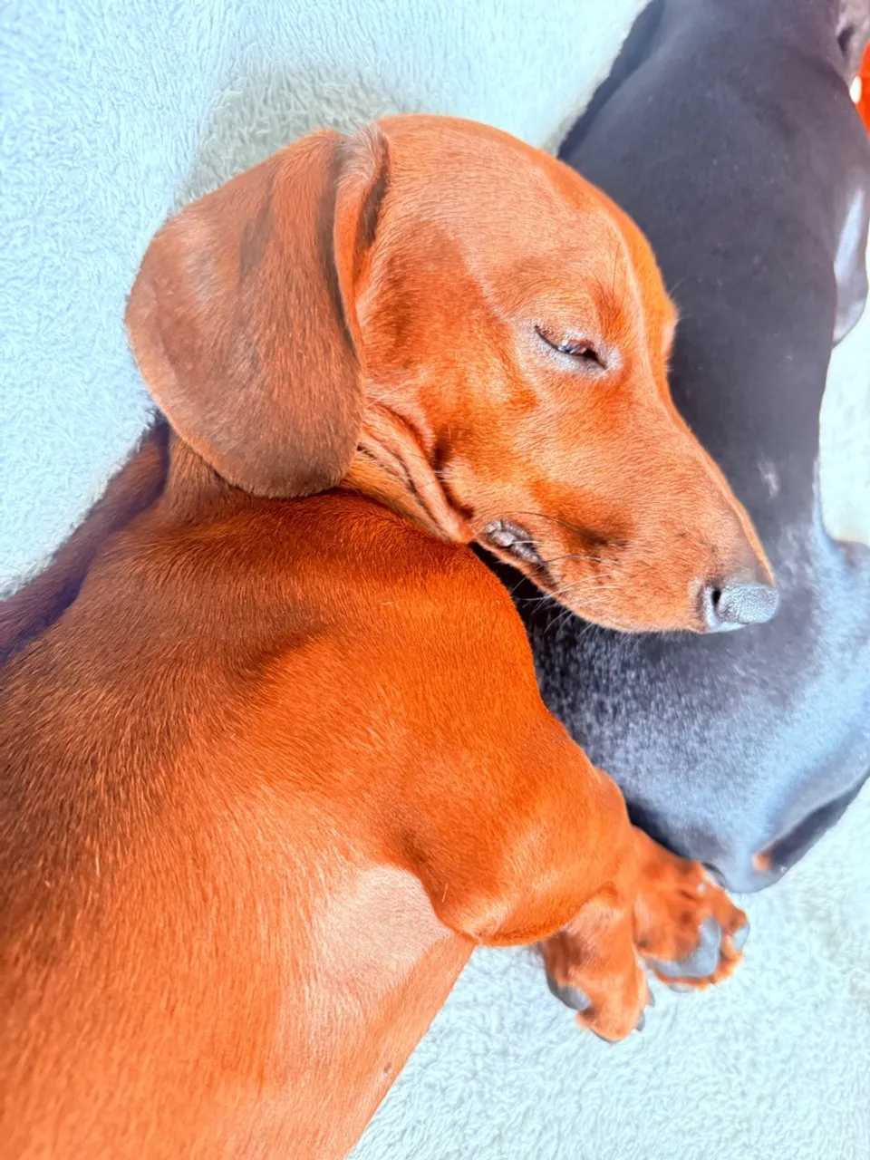 Filhote de Dachshund
